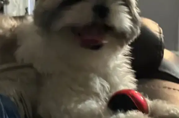 Lost Female Dog, Theodore Street, 1190, Memphis - Shih Tzu with brown, gray, and white fur - photo