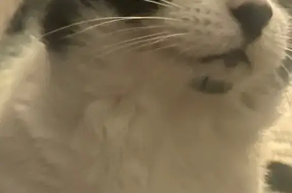 Lost male cat, Northwest Highway, Garland - black and white, green eyes - photo