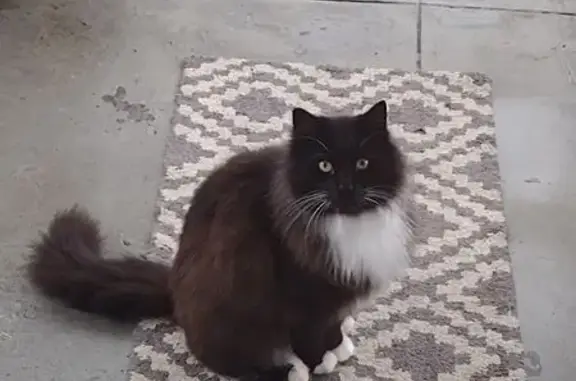 Lost male cat, Bon Air Road, Parkville - black/white tuxedo with 4 white paws - photo