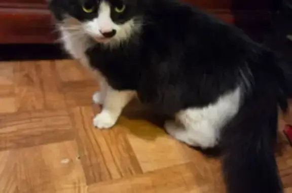 Found cat Huntington Station, photo: Found female cat, Biltmore Circle, Huntington Station