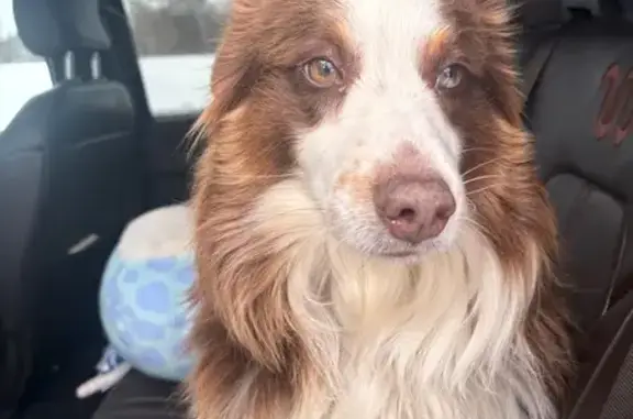 Lost male dog, North 320th Avenue, Genoa - red mini Aussie - photo