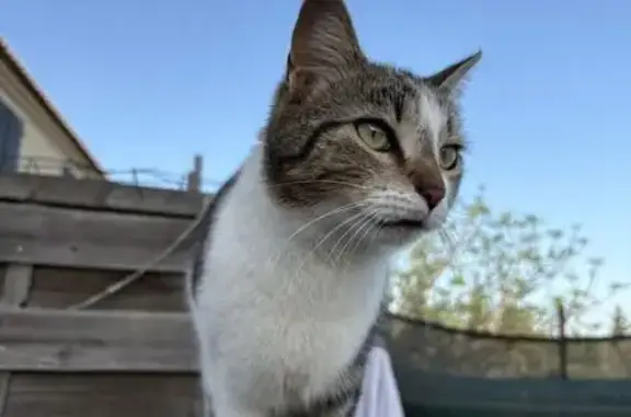 Chat perdu, Saint-Martin-de-Crau, photo: Chat perdu, Rue du Lac Léman, Saint-Martin-de-Crau - tigré et blanc avec un T sur le dos