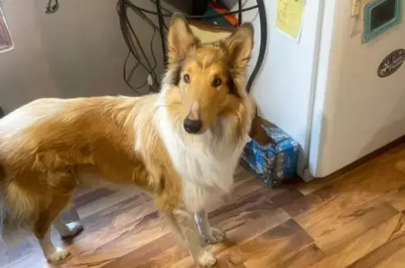 Lost male dog, Fullerton, Nebraska - slender build - photo