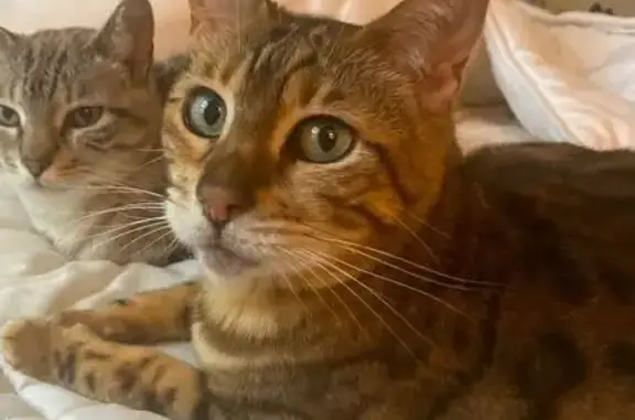 Lost female cat, East 9th Street, Loveland - brown Bengal - photo