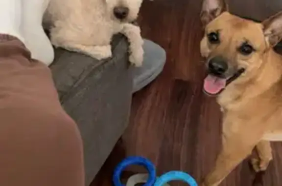 Lost male dog, West Cermak Road, 955, Chicago - muscular with loud barks - photo