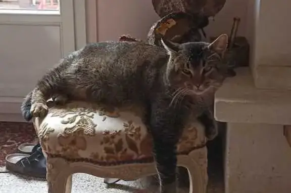 Animaux perdus Lèves, photo: Chat perdu, Route de Chavannes, Lèves - pelage tabi