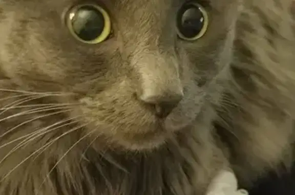 Lost pets Tulsa, photo: Missing cat Male, Tulsa (usl533192)