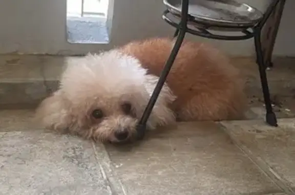 Found dog Hougang, photo: Found dog, Singapore 410653, Hougang - small brown