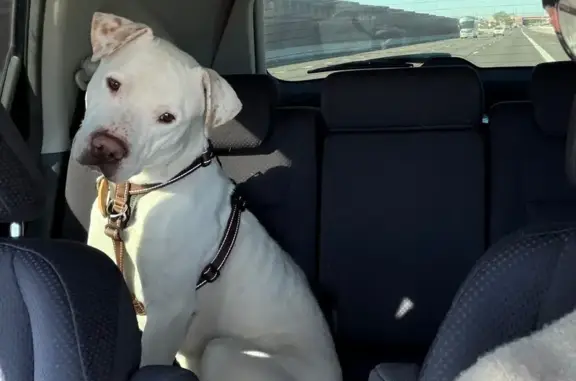 Lost Male Dog, North 64th Street, 1442, Mesa - super friendly and white - photo