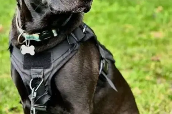 Lost pets La Mirada, photo: Lost male dog, Singleton Drive, La Mirada - Black German Shepherd Mix