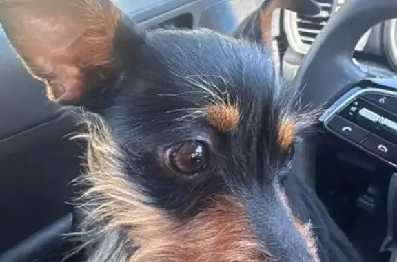 Lost female dog, East Crossland Boulevard, Grand Prairie - little black chihuahua - photo