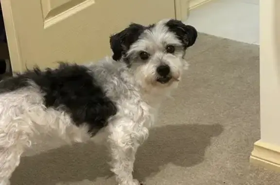 Lost female dog, Hume City, Wollert - black and white, responds to Maggie - photo
