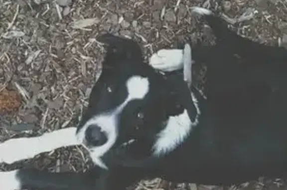 Lost male dog, Lawrence Wackett Crescent, Calwell - black and white border collie - photo