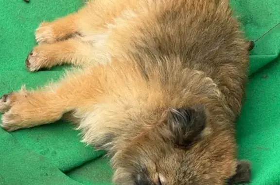 Animaux perdus Le Luc, photo: Perdu Chien, La Mourignette, 2737, Le Luc - Spitz marron et noir