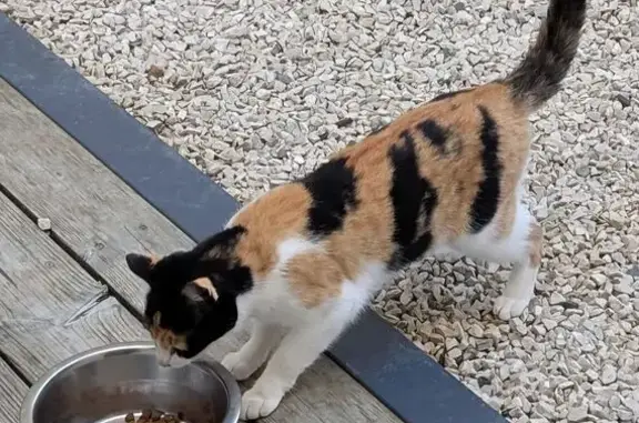 Chat trouvé Paris, photo: Chat trouvé, Paris (ff587159)