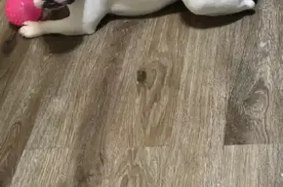 Lost pets Raleigh, photo: Lost dog, Candle Court, 4316, Raleigh - white frenchie with a brown spot