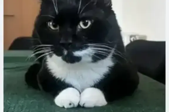 Lost male cat, Wincanton Crescent, Holborn - very vocal and microchipped - photo