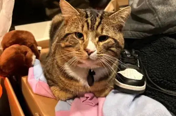 Lost male cat, 19th Avenue Southwest, Burien - white spot on nose - photo