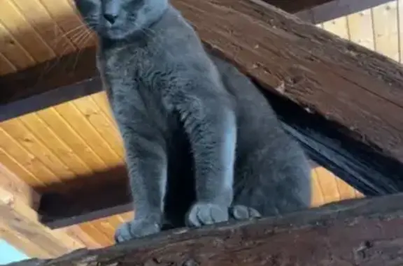 Chat perdu, Rue du 1er Décembre, Sand - yeux vert - photo