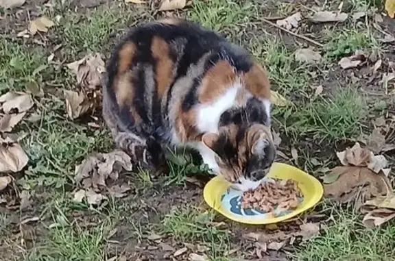 Animaux perdus Ardentes, photo: Chat perdu, Route de la Châtre, Ardentes - femelle tricolore
