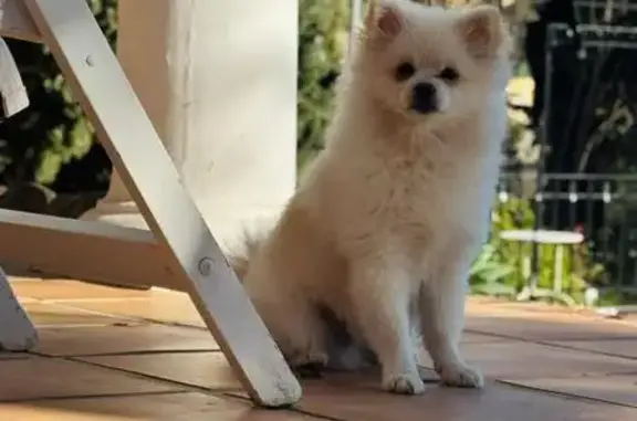 Perdido perro macho, Calle Zeus, 2, Benalmádena - pomeranian joven - photo