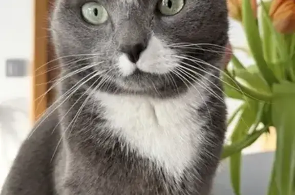Perdu Chat mâle, Rue Henri Dunant, Armentières - gris et blanc - photo