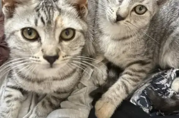 Last seen 20th March around 10:30pm. Both aren’t wearing collars since they always lose them. Tutu and Mimi are both tabby kittens, Tutu is slightly larger than Mimi. Mimi’s left paw is orange and a few orange on one of her legs whereas Tutu has a tiny bit of orange above her left eye and one single toe bean on her front legs is orange.