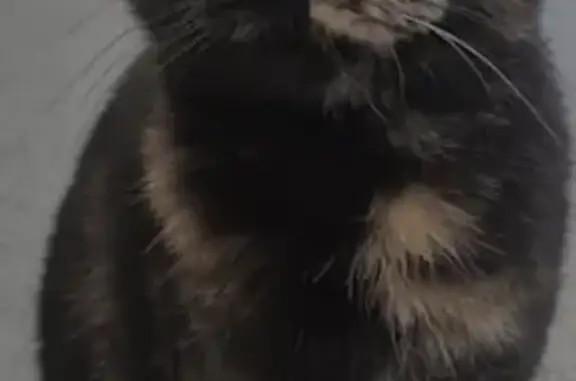 Lost pets Knox, photo: Lost female cat, Beddoe Avenue, City of Monash - tortoiseshell with googly eyes