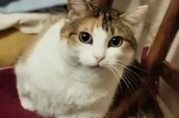 Perdu Chat, Rue de Béniguet, Lampaul-Plouarzel - chatte tricolore - photo