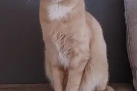 Perdido gato masculino, Avenida Roces, 1020, Gijón - photo