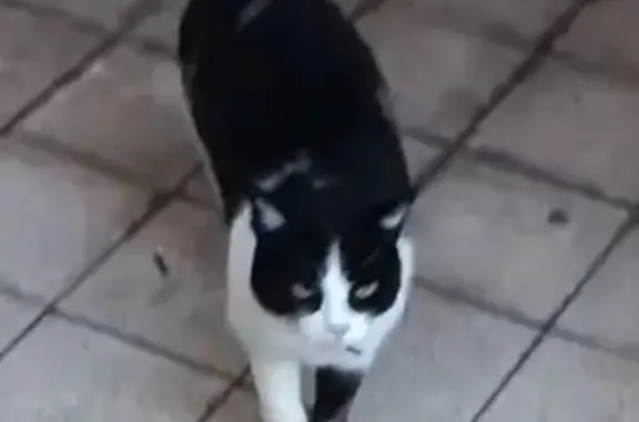 Chat perdu, Paris, photo: Chat perdu, Impasse des Aigrettes, Frontignan - femelle