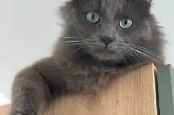 Chat perdu, Châtellerault, photo: Perdu Chat homme, Rue Marcel Paul, Châtellerault - gris à poils mi long