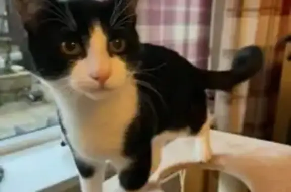 Lost male cat, Heath Hayes and...