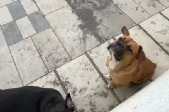 Lost male dog, Los Banos, Concord - smaller white spots - photo