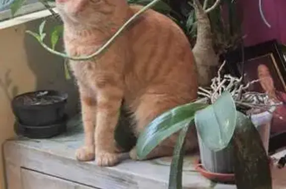 Gato desaparecido Macho (brl002503) - photo