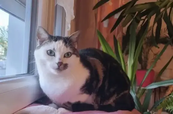 Chat perdu, Rue Jean Segurel, Aulnat - pelage noir et blanc - photo