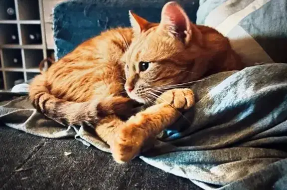 Chat perdu, Bellevaux, Lyon - femme rousse - photo