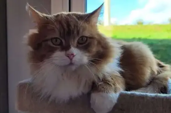 Animaux perdus Les Pieux, photo: Chat perdu, Résidence Bouillon, 6, Les Pieux - poil long roux et blanc