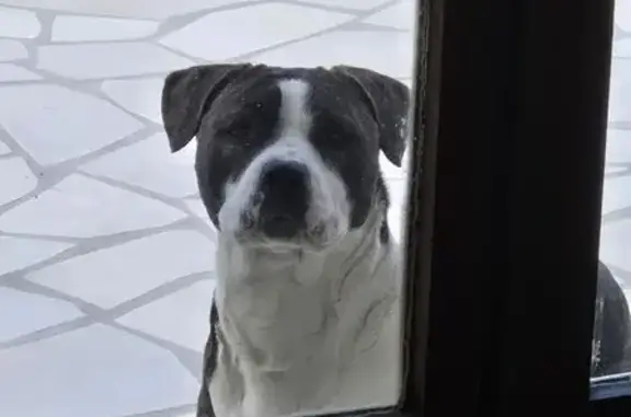 Chien trouvé Vermand, photo: Trouvé chien femelle, Roupy, Vermand - marron foncée et blanche