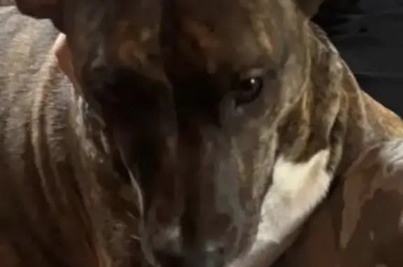 Missing dog Female, Long Grove (usl533202) - photo