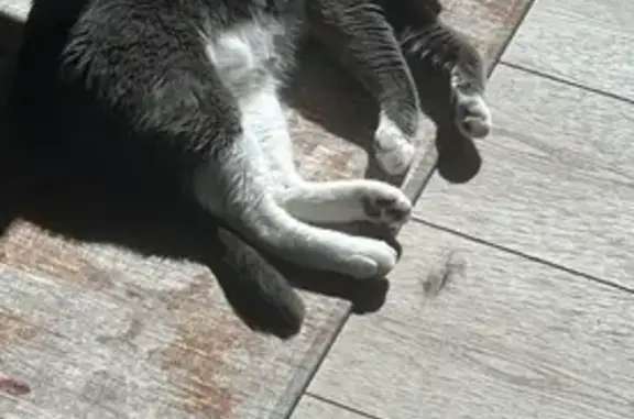 Lost pets Ellicott City, photo: Lost female cat, Johnswood Village Drive, Ellicott City