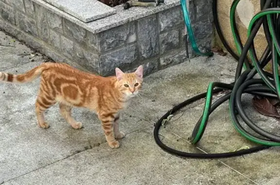 Animaux trouvés Morsang-sur-Orge, photo: Trouvé Chat, Rue Guy Môquet, Morsang-sur-Orge - roux câline
