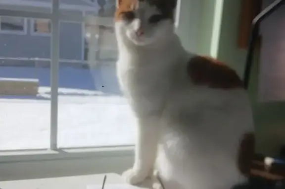 Lost female cat, Potter Boulevard, 1502, Lapeer Heights, Burton - calico, short hair - photo