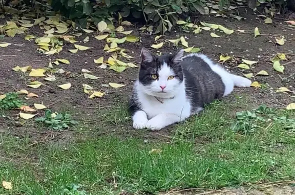 Chat perdu, Sentier du Grand Clos, Nemours - femme blanche et noire - photo