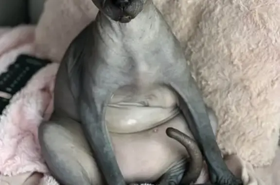 Chat perdu, Allée Ernest Bricard, Avrillé, Nantes - SPHYNX gris noir - photo
