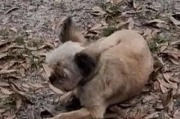 Lost male dog, Forest Park Drive, Pensacola - may be injured - photo