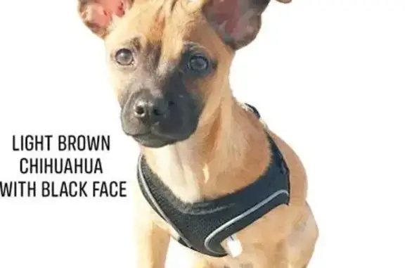 Missing dog Omak, photo: Lost male dog, Omak, Washington - light brown with a black face