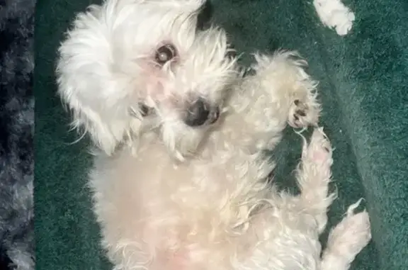 Lost pets Schererville, photo: Lost Male Dog, North Arbogast Street, Griffith - curly white hair