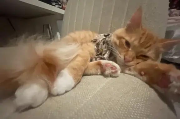 Lost male cat, West 4th Street, Williamsport - orange tabby with green/hazel eyes - photo