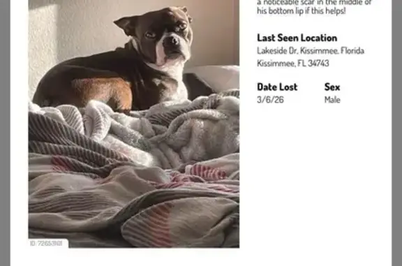 Lost male dog, Black Powder Lane, Kissimmee - brown with white neck and scar on lips - photo